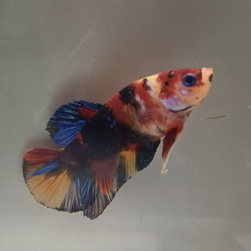 Betta