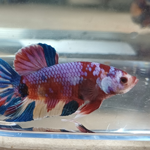 Betta