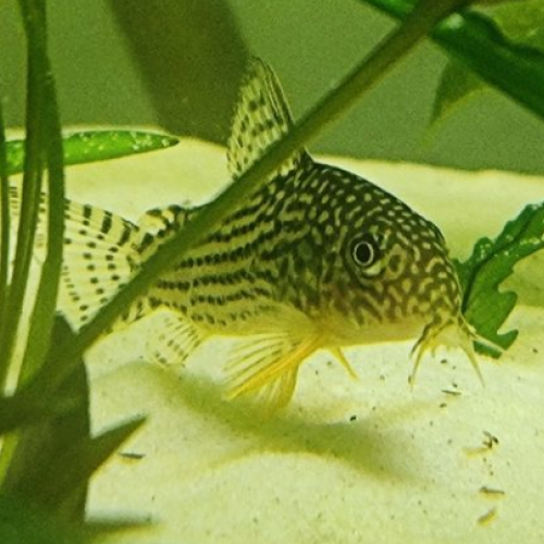 Corydoras sterbai adulte groupe de 5