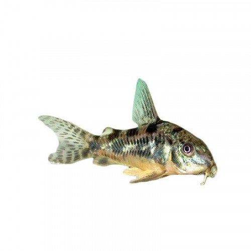 corydoras paleatus adulte