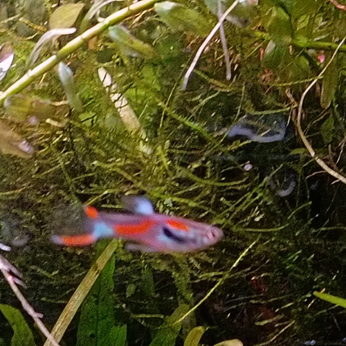 Guppy endler