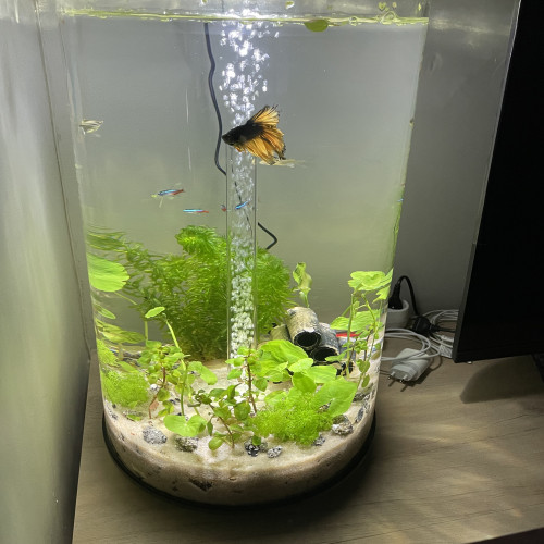 Aquarium Biorb 30L