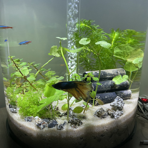 Aquarium Biorb 30L