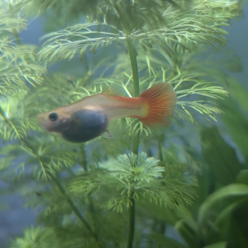 Guppy femelle Orange