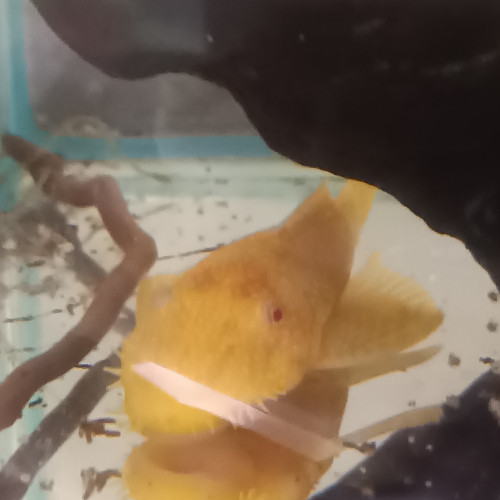 Ancistrus gold albinos