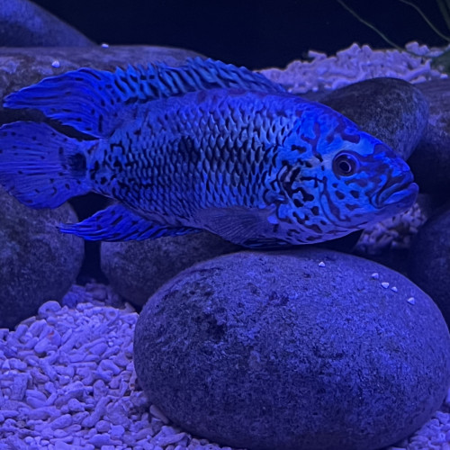 Cichlides Jack Dempsey Blue electric