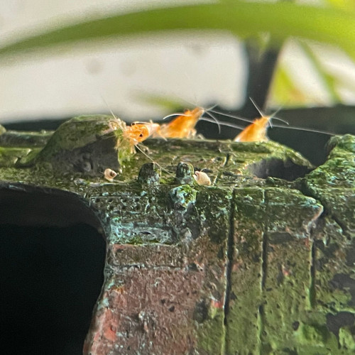 Orange Rili Sakura crevette - Neocaridina