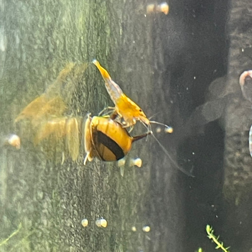 Orange Rili Sakura crevette - Neocaridina