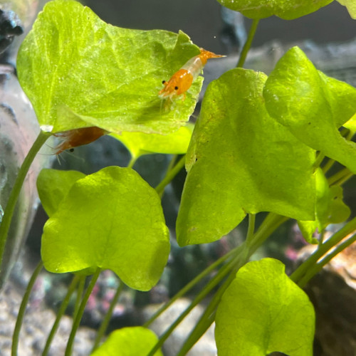 Orange Rili Sakura crevette - Neocaridina