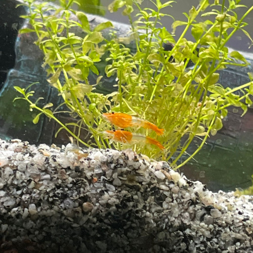 Orange Rili Sakura crevette - Neocaridina