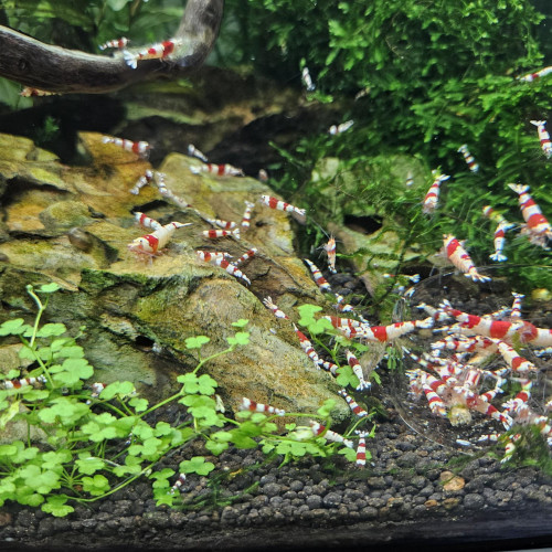 Caridina Crystal Red