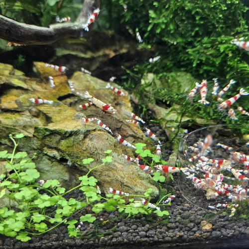 Caridina Crystal Red