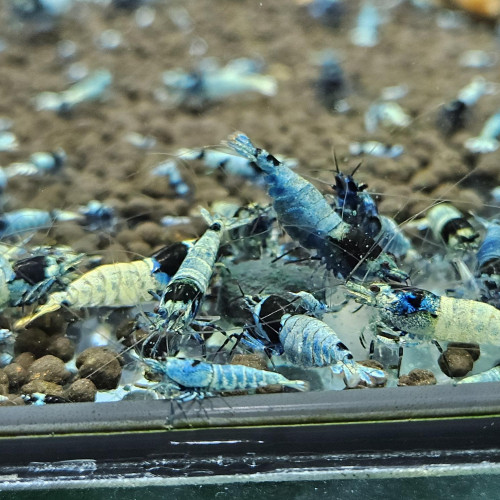 Caridina Mosura blue