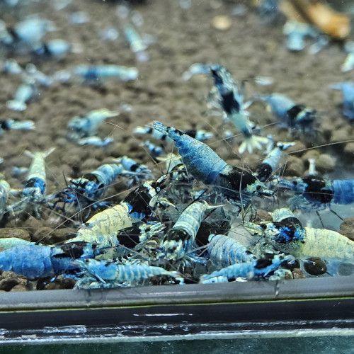 Caridina Mosura blue