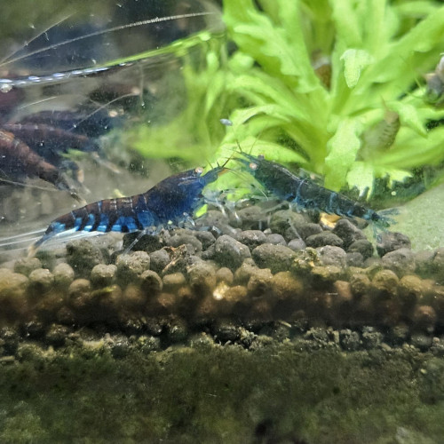 Caridina Tiger blue orange eyes