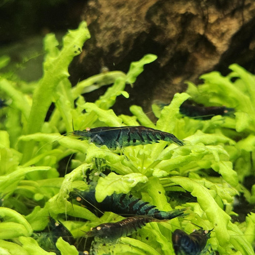 Caridina Tiger blue orange eyes