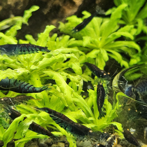 Caridina Tiger blue orange eyes