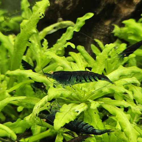 Caridina Tiger blue orange eyes