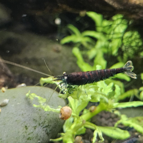 Caridina Tiger blue orange eyes