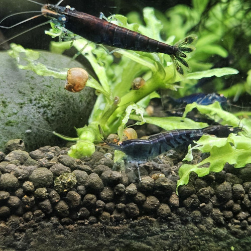 Caridina Tiger blue orange eyes