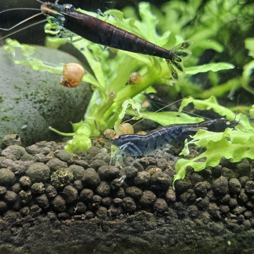 Caridina Tiger blue orange eyes