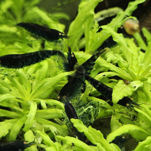 Caridina Tiger blue orange eyes