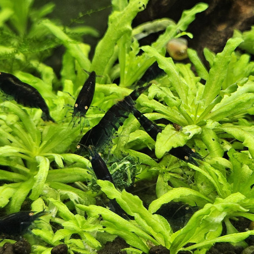 Caridina Tiger blue orange eyes