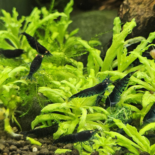 Caridina Tiger blue orange eyes