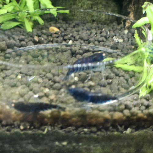 Caridina Tiger blue orange eyes