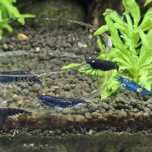 Caridina Tiger blue orange eyes