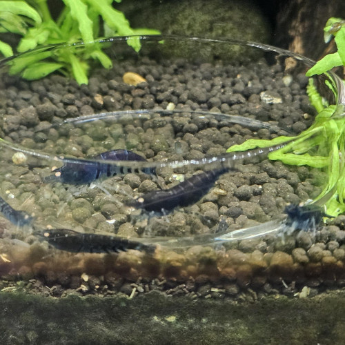 Caridina Tiger blue orange eyes