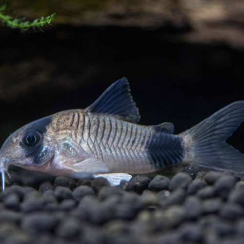 Don de deux corydoras pandas