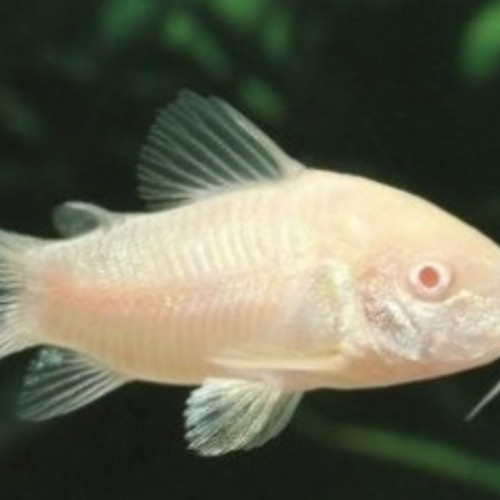 Don de deux corydoras aneus albinos