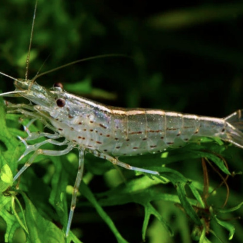 Don de deux crevettes d’Amano ( japonica)