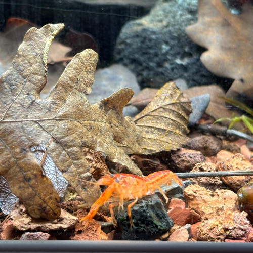 Cambarellus patzcuarensis orange