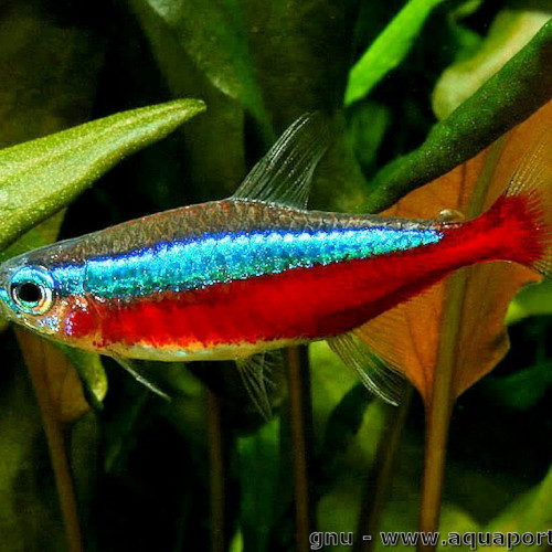 Cardinalis (Paracheirodon Axelrodi)