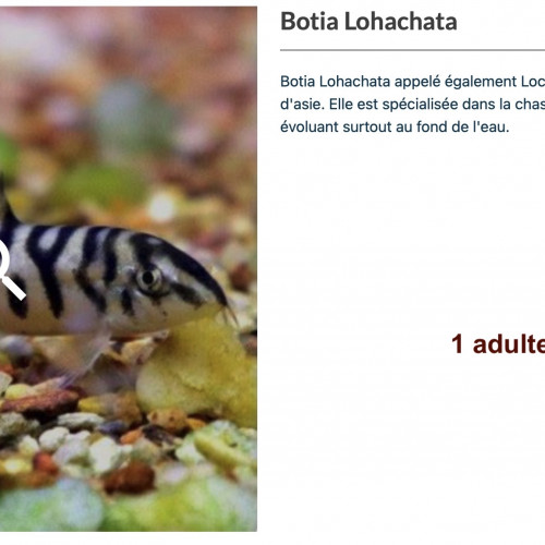 Urgent, lot de poissons tropicaux