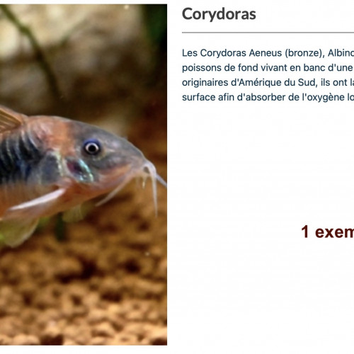 Urgent, lot de poissons tropicaux