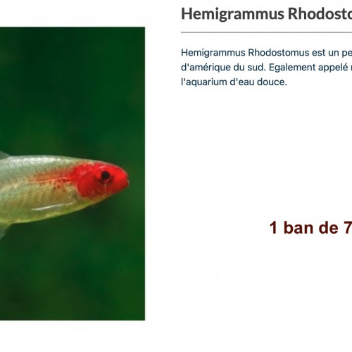 Urgent, lot de poissons tropicaux