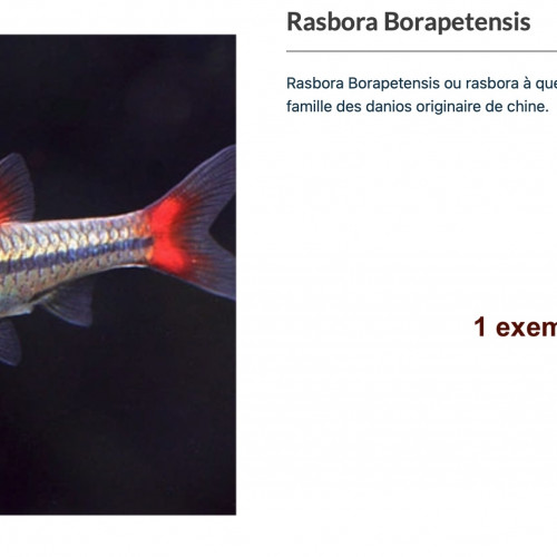 Urgent, lot de poissons tropicaux