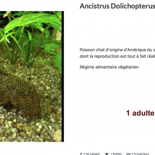 Urgent, lot de poissons tropicaux