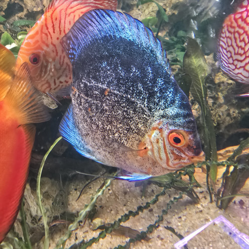 Discus