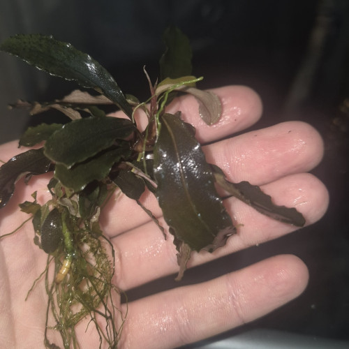 Bucephalandra