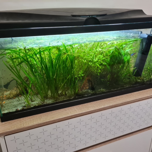 Vends aquarium