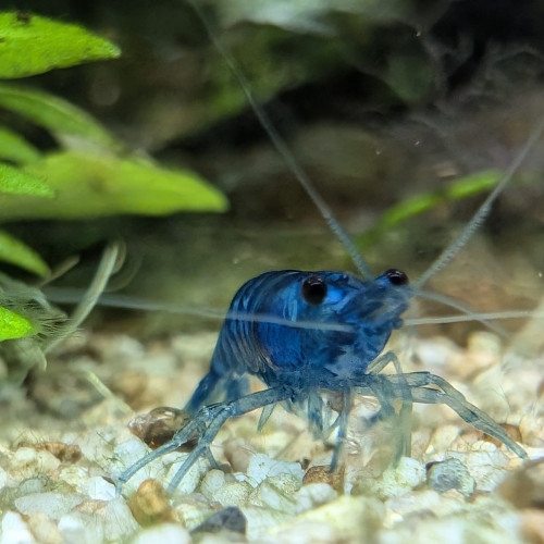 Crevettes bleues Neocaridina davidi