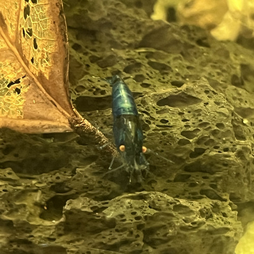 Crevette neocaridina blue dream oe