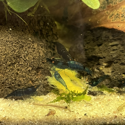 Crevette neocaridina blue dream oe