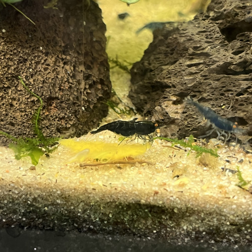 Crevette neocaridina blue dream oe