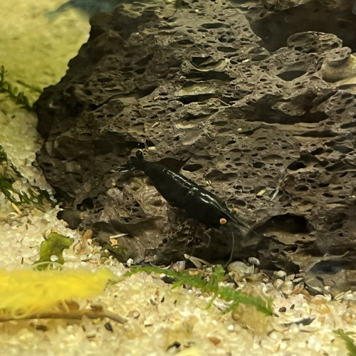 Crevette neocaridina blue dream oe