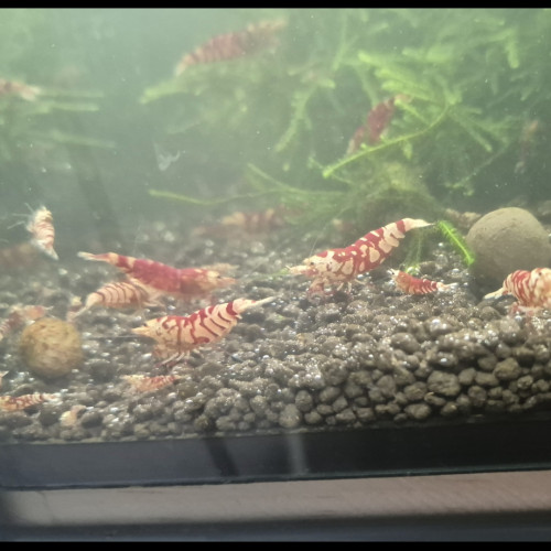 Crevettes caridina fancy red